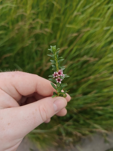 Sea Milkwort